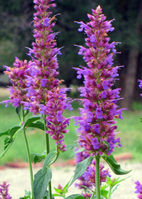 Agastache 'Blue Blazes'